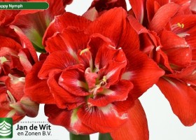 hippeastrum Hapnym (2)